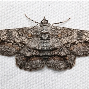 Cleora displicata at Rosedale, NSW - 10 Mar 2025 10:19 PM