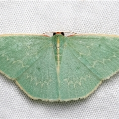 Chlorocoma dichloraria (Guenee's or Double-fringed Emerald) at Rosedale, NSW - 10 Mar 2025 by jb2602