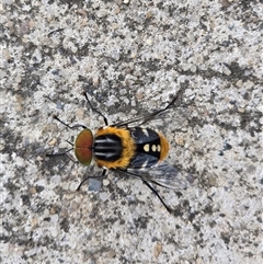 Scaptia (Scaptia) auriflua (A flower-feeding march fly) at Pialligo, ACT - 12 Feb 2025 by FeralGhostbat