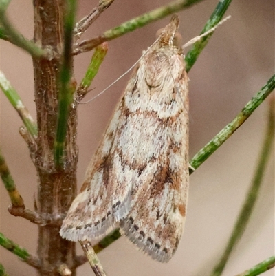 Achyra nigrirenalis (Pyraustinae) at Moruya, NSW - 16 Mar 2025 by LisaH