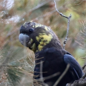 Calyptorhynchus lathami lathami (Glossy Black-Cockatoo) at Moruya, NSW - 14 Mar 2025 by LisaH