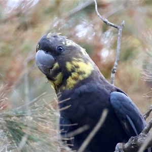 Calyptorhynchus lathami lathami at Moruya, NSW - suppressed