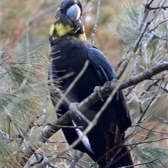 Calyptorhynchus lathami lathami at Moruya, NSW - suppressed