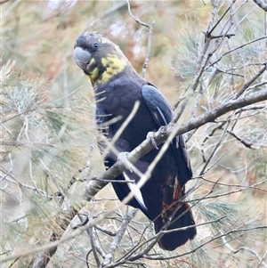 Calyptorhynchus lathami lathami at Moruya, NSW - suppressed