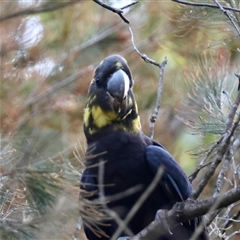 Calyptorhynchus lathami lathami at Moruya, NSW - suppressed