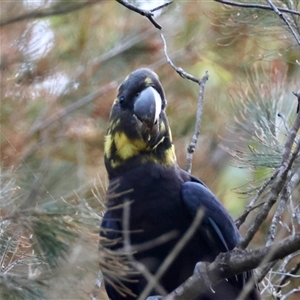 Calyptorhynchus lathami lathami at Moruya, NSW - suppressed