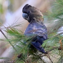 Calyptorhynchus lathami lathami (Glossy Black-Cockatoo) at Moruya, NSW - 16 Mar 2025 by LisaH