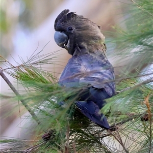 Calyptorhynchus lathami lathami (Glossy Black-Cockatoo) at Moruya, NSW - 16 Mar 2025 by LisaH