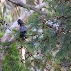 Calyptorhynchus lathami lathami at Moruya, NSW - suppressed