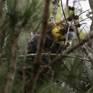 Calyptorhynchus lathami lathami (Glossy Black-Cockatoo) at Moruya, NSW - 15 Mar 2025 by LisaH