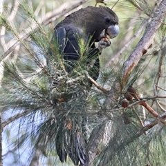 Calyptorhynchus lathami lathami at Moruya, NSW - suppressed