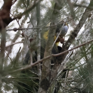 Calyptorhynchus lathami lathami at Moruya, NSW - suppressed