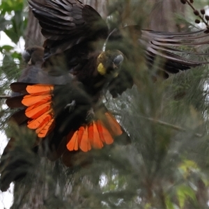 Calyptorhynchus lathami lathami at Moruya, NSW - suppressed