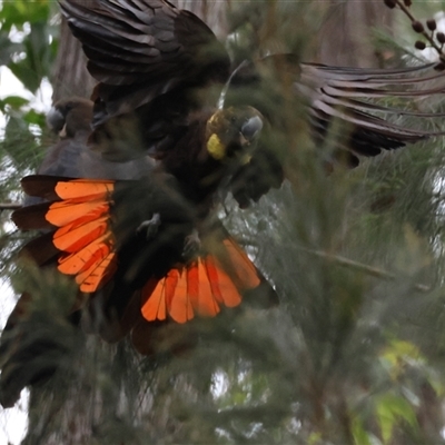 Calyptorhynchus lathami lathami (Glossy Black-Cockatoo) at Moruya, NSW - 16 Mar 2025 by LisaH