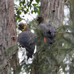 Calyptorhynchus lathami lathami at Moruya, NSW - suppressed