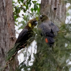 Calyptorhynchus lathami lathami at Moruya, NSW - suppressed