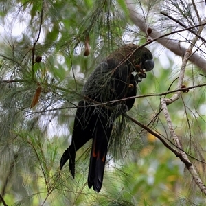 Calyptorhynchus lathami lathami at Moruya, NSW - suppressed