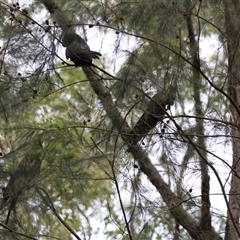 Calyptorhynchus lathami lathami at Moruya, NSW - suppressed