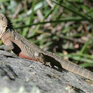 Intellagama lesueurii lesueurii at Faulconbridge, NSW - suppressed