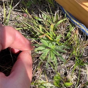 Plantago sp. (Plantain) at Rendezvous Creek, ACT - 24 Feb 2025 by JamesVandersteen