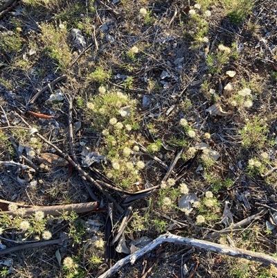 Vittadinia muelleri (Narrow-leafed New Holland Daisy) at Kenny, ACT - 12 Mar 2025 by waltraud