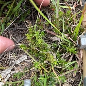 Scleranthus diander (Many-flowered Knawel) at Rendezvous Creek, ACT - 24 Feb 2025 by JamesVandersteen