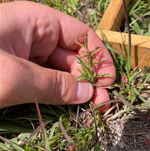 Haloragis heterophylla (Variable Raspwort) at Rendezvous Creek, ACT - 24 Feb 2025 by JamesVandersteen