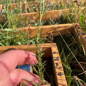 Epilobium billardiereanum subsp. cinereum (Hairy Willow Herb) at Rendezvous Creek, ACT - 24 Feb 2025 by JamesVandersteen