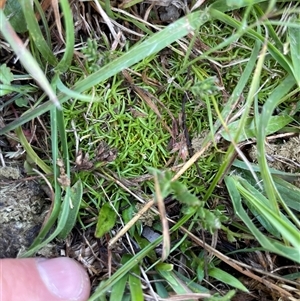 Scleranthus sp. (A Knawel) at Rendezvous Creek, ACT - 24 Feb 2025 by JamesVandersteen