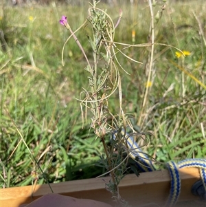 Epilobium billardiereanum subsp. cinereum (Hairy Willow Herb) at Rendezvous Creek, ACT - 24 Feb 2025 by JamesVandersteen