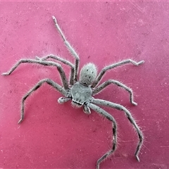 Isopeda or Isopedella sp. (genus) (Huntsman) at Isaacs, ACT - Today by Mike