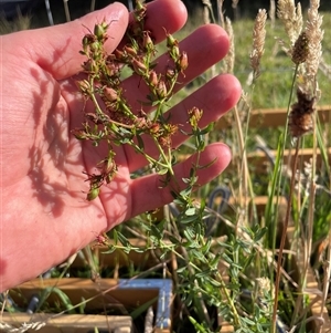 Hypericum perforatum (St John's Wort) at Rendezvous Creek, ACT - 25 Feb 2025 by JamesVandersteen