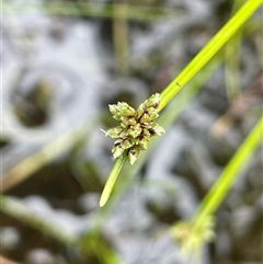 Isolepis inundata (Swamp Club Rush) at Monga, NSW - 13 Mar 2024 by JaneR