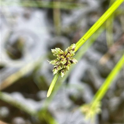 Isolepis inundata (Swamp Club Rush) at Monga, NSW - 13 Mar 2024 by JaneR