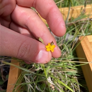 Hypericum gramineum (Small St Johns Wort) at Rendezvous Creek, ACT - 25 Feb 2025 by JamesVandersteen