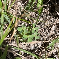 Oxalis sp. (Wood Sorrel) at Rendezvous Creek, ACT - 25 Feb 2025 by JamesVandersteen