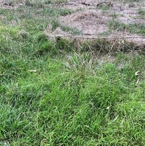 Microlaena stipoides (Weeping Grass) at Hackett, ACT - 12 Mar 2025 by waltraud