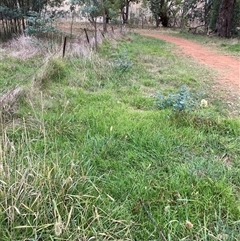 Microlaena stipoides at Hackett, ACT - 12 Mar 2025 01:18 PM