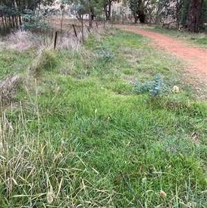 Microlaena stipoides at Hackett, ACT - 12 Mar 2025 01:18 PM