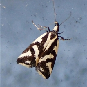 Epithymema incomposita at Cook, ACT - suppressed