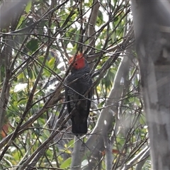 Callocephalon fimbriatum (Gang-gang Cockatoo) at Cotter River, ACT - 6 Mar 2025 by RAllen