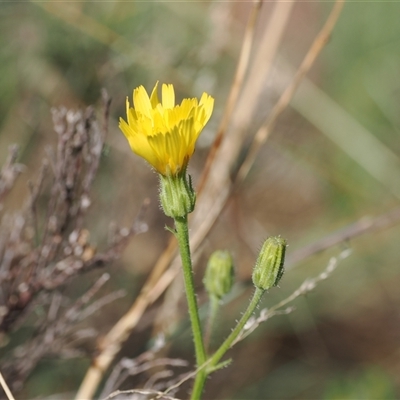 Picris angustifolia subsp. merxmuelleri at Cotter River, ACT - 6 Mar 2025 by RAllen