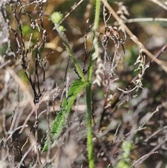 Picris angustifolia subsp. merxmuelleri at Cotter River, ACT - 6 Mar 2025 03:03 PM