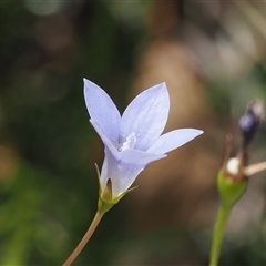 Wahlenbergia gracilis at Cotter River, ACT - 6 Mar 2025 by RAllen