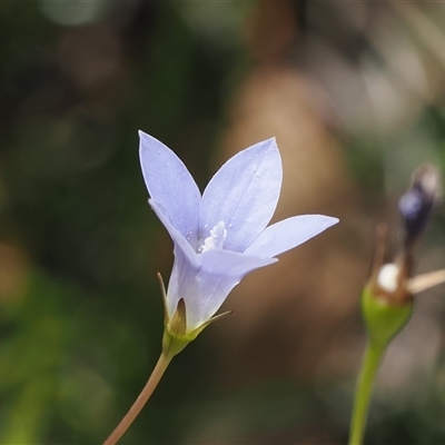 Wahlenbergia gracilis at Cotter River, ACT - 6 Mar 2025 by RAllen