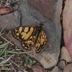 Oreixenica lathoniella at Cotter River, ACT - 6 Mar 2025 by RAllen