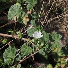 Malva neglecta (Dwarf Mallow) at Cotter River, ACT - 6 Mar 2025 by RAllen