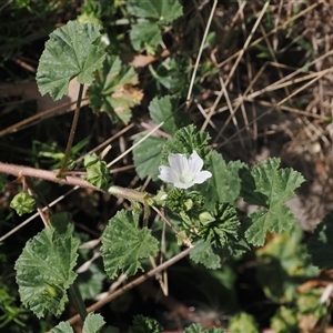 Malva neglecta (Dwarf Mallow) at Cotter River, ACT - 6 Mar 2025 by RAllen