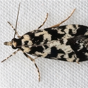 Eudonia aphrodes at Rosedale, NSW - 11 Mar 2025 10:21 PM