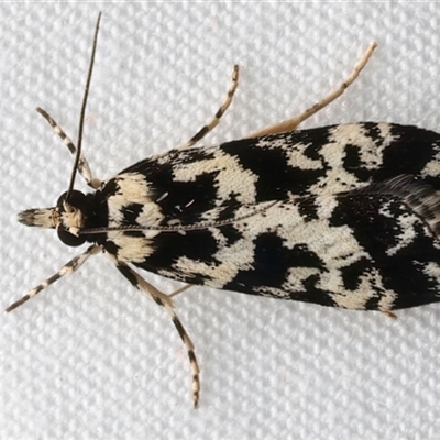 Eudonia aphrodes (A Crambid moth) at Rosedale, NSW - 11 Mar 2025 by jb2602